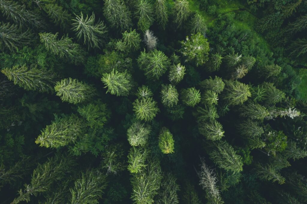 Green tops of pine wood